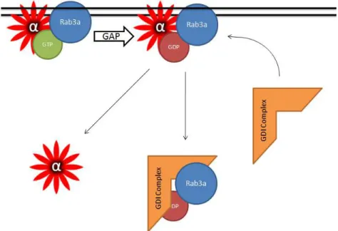 Fig. 3. A model whereby rab3a regulates dissociation of  -synuclein from synaptic 