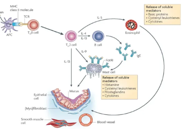 Figure 2. Les cellules impliquées dans la cascade inflammatoire asthmatique atopique. 