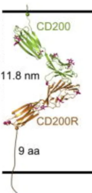 Figure 6. Topologie de l’interaction CD200/CD200R à la surface cellulaire [Hatherley et al