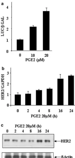 Figure 3 COX-2 inhibition decreases HER-2 expression and sensitizes cancer cells to daunomycin