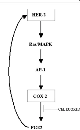 Figure 4 A model for HER-2 and COX-2 interactions. HER-2 expression is known to induce COX-2 expression through the Ras/