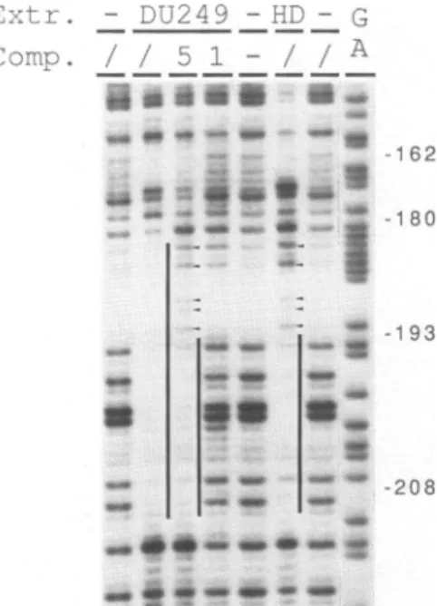 Figure 5. Competition of the liver cells specific footprint on the E-0.2 kb enhancer. Footprint reactions with DU249 (DU), with HD1 1 (HD) or without (-) nuclear extract are shown