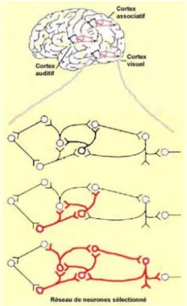 Figure 5 :   « La plasticité des réseaux de  neurones »  