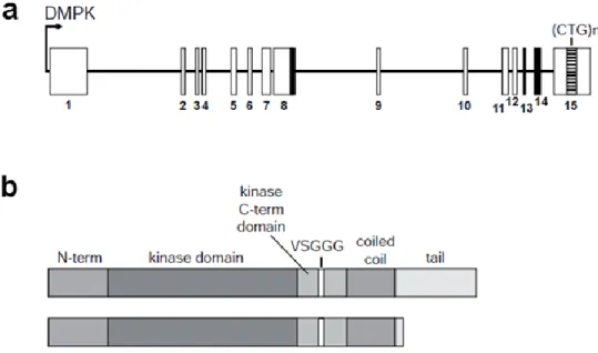Figure 5 - Gène de la DMPK, sites d'épissage alternatif et domaines structuraux 