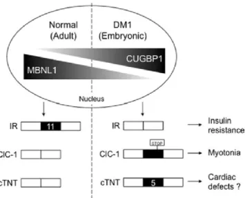 Figure  6  -  Collaboration  entre  MBNL1  et  CUGBP1  dans  le  contrôle  de  l'épissage  alternatif  durant  le  développement 