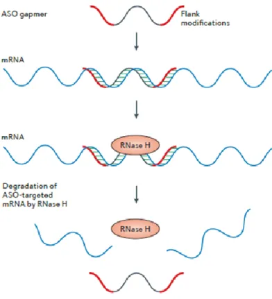 Figure 8 - Mécanisme de dégradation à la RNase H1 induit par les ASOs gapmers 