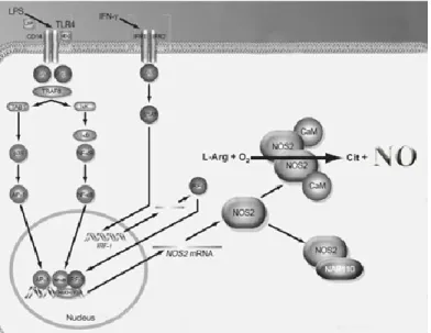 Figure 7. Induction of iNOS by cytokines and lipopolysaccharide (LPS)  (Reference 312) 