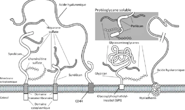 Figure  3 :  Représentation  schématique  des  composantes  du  glycocalyx.  Les  différents  protéoglycanes (syndécan, glypican), glycosaminoglycanes (héparan sulfate, chondroïtine sulfate,  acide  hyaluronique)  et  composantes  solubles  (perlécan)  du 