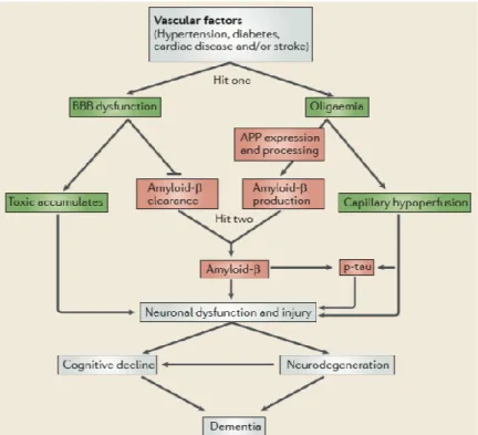 Figure  1.3.  Schéma  de  l’hypothèse  vasculaire  de  la  maladie  d’Alzheimer.  Les  facteurs  vasculaires  provoquent  le  premier  dommage:  la  dysfonction  de  la  BBB  et  l’oligémie