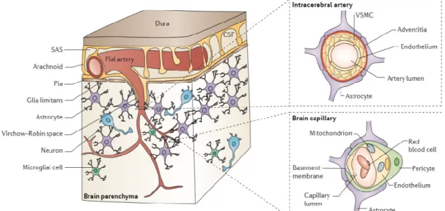 Figure 1.5. Représentation de l’unité neurovasculaire et de la microcirculation cérébrale