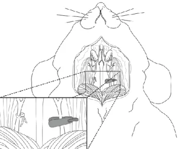 Figure 2.1. Schema illustrating the SCCH surgery. Permanent occlusion of the right common carotid  artery is performed on anesthised mice
