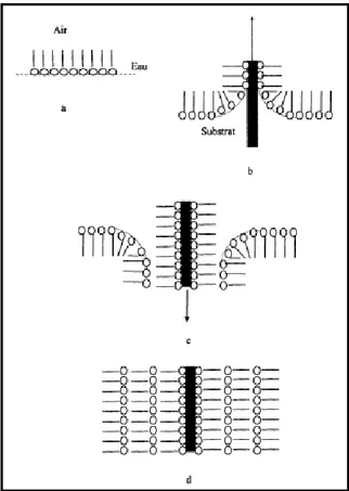 Figure II.10.: Schémas du transfert de type Y sur un substrat hydrophile a) Film Langmuir