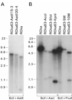 FIG. 2. Southern blots of virion DNA from cells infected with ORF63 deletion mutants. (A) ROka, ROka63-AatII15-3, and ROka63-AatII30-4 DNAs were digested with BclI and AatII and  hy-bridized to an ORF63 probe