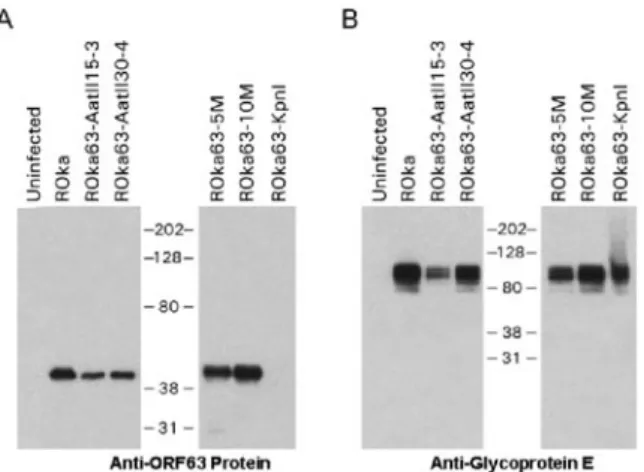 FIG. 4. Growth of ORF63 mutants in melanoma cells. Cells were infected with VZV ROka, ROka63-AatII30-4, or ROka63-KpnI (A) and ROka, ROka63-AccI, ROka63-SfoI, ROka63-5M, or ROka63-10M (B)