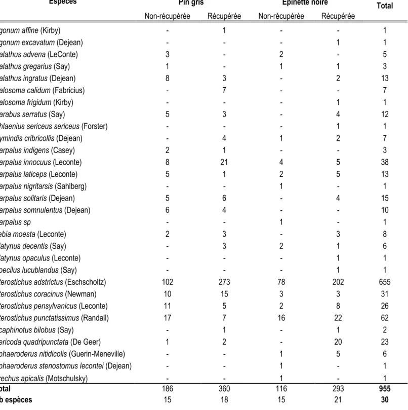 Tableau 1.4: Liste des espèces de carabes capturées dans les brûlis de pin gris et d'épinette noire au nord de  La Tuque aux étés 2011 et 2012