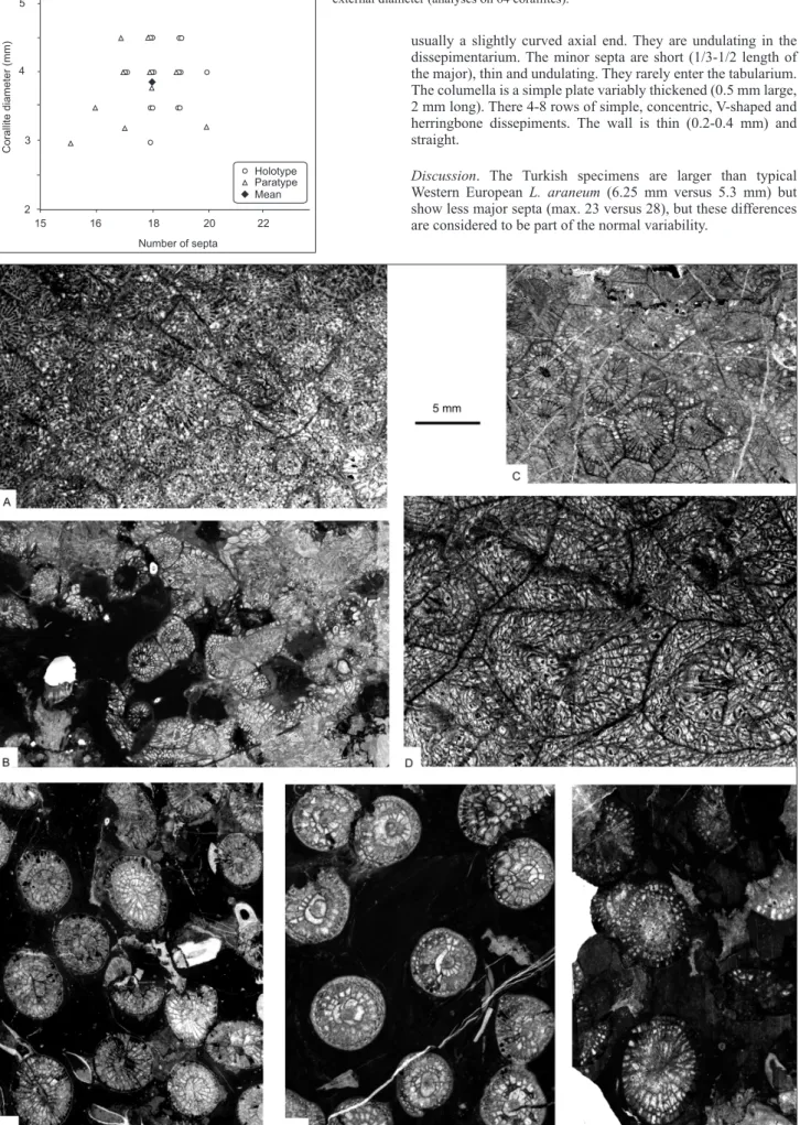 Figure 6. Statistical data for Espielia tauridensis sp. nov. Plot of number of septa versus  external diameter (analyses on 64 corallites).