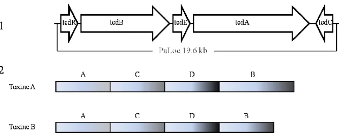 Figure  1.2  Représentations  schématiques  de  (1)  la  région  PaLoc  (19,6 kb)  contenant  les  gènes codant la toxine A et la toxine B et (2) l’organisation des domaines des toxines A et B  de C