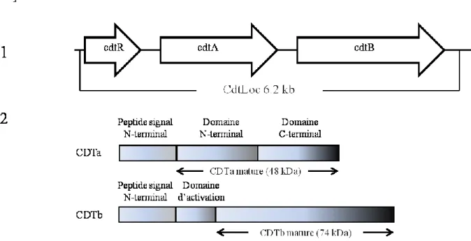 Figure  1.4  Représentations  schématiques  de  (1)  la  région  CdtLoc  (6,2 kb)  contenant  les  gènes codant la toxine binaire et (2) l’organisation des domaines des toxines CDTa et CDTb  de C