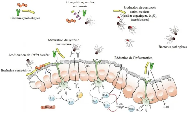 Figure 1.7 Principaux mécanismes d’action des microorganismes probiotiques au niveau du  tractus gastro-intestinal (adapté de O'Toole and Cooney [15])