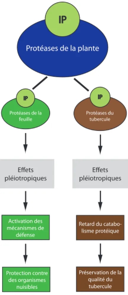 Figure 0.4 – Schématisation de l’hypothèse de travail