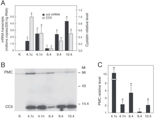 Figure 1.1 – Expression of CCII and potato multicystatin in leaves of transgenic potato lines