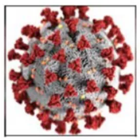 Figure 1. Imagen of Coronavirus