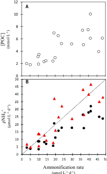 Figure 2.8 Correlations between A) concentration of POC (open circles) or B) total ρNH 4 +  uncorrected (solid  circles  and  line)  or  corrected  for  possible  underestimation  of  prokaryotes  contribution  (solid  red  triangles)   and  ammonification