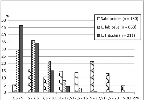 Figure 3.— Distribution des fréquences des tailles (LT) des Barbeaux et des Salmonidés dans les épreintes de la Loutre de  l’oued Beth / Fish size frequency distribution of the barbels and salmonids in the otter's spraints