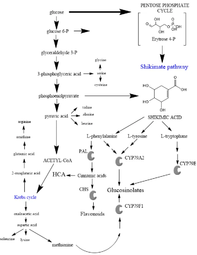 Figure 2.1 Biosynthesis of amino acids derived compounds.  