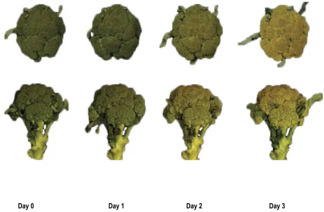 Figure 1.1 Yellowing of broccoli stored at 20 °C. Modified from Nunes do Nascimento (2009)