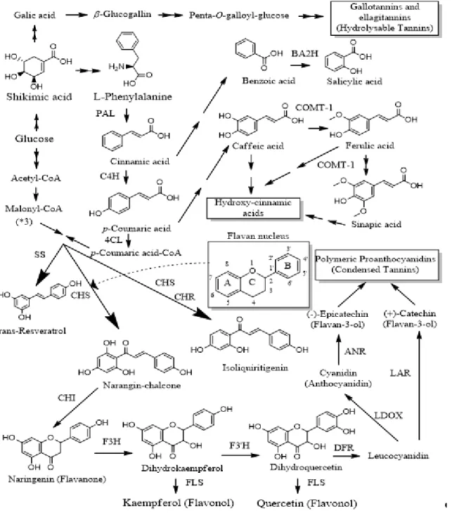 Figure 1.3 Biosynthesis of phenolic compounds. Several enzymes participates in the flavonoid  biosynthesis: phenylalanine ammonia-lyase (4.3.1.5); naringenin-chalcone synthase (2.3.1.74); 