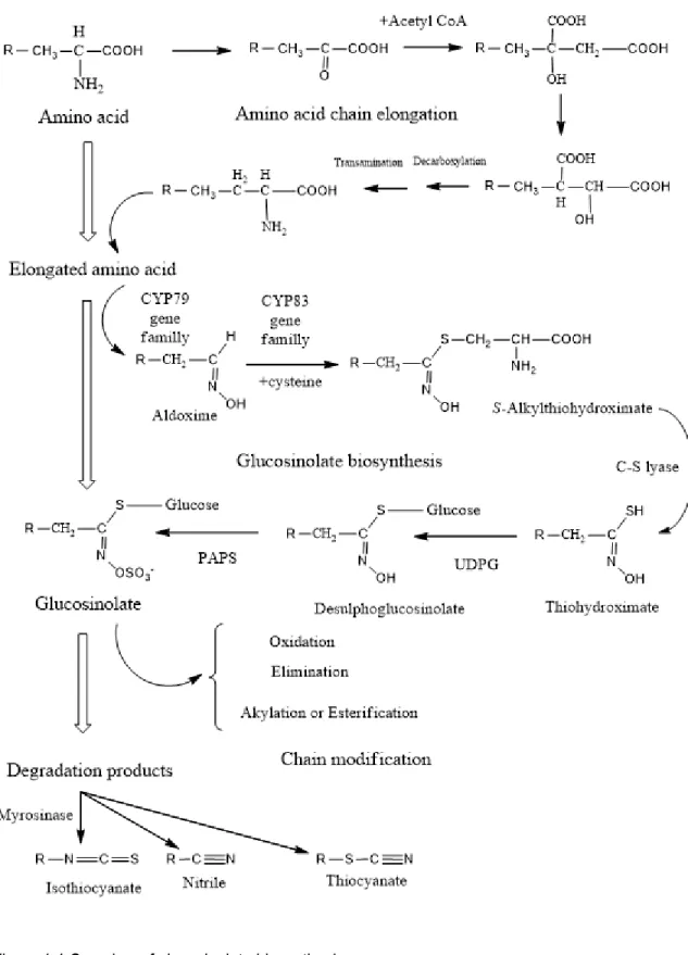 Figure 1.4 Overview of glucosinolate biosynthesis. 