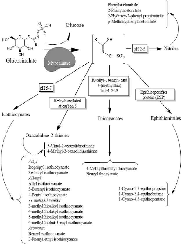 Figure 1.6 Glucosinolate-myrosinase system. Glucosinolates are hydrolyzed by the removal of the 