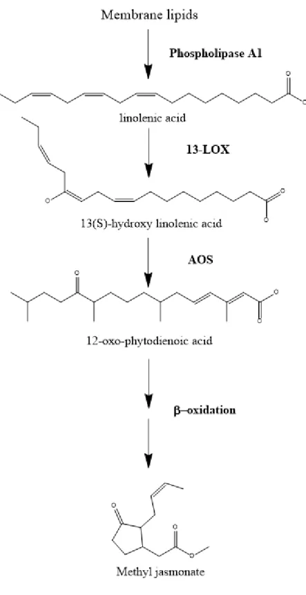 Figure 1.7 Biosynthesis of jasmonate. Modified from (Cheong and Choi, 2003). 
