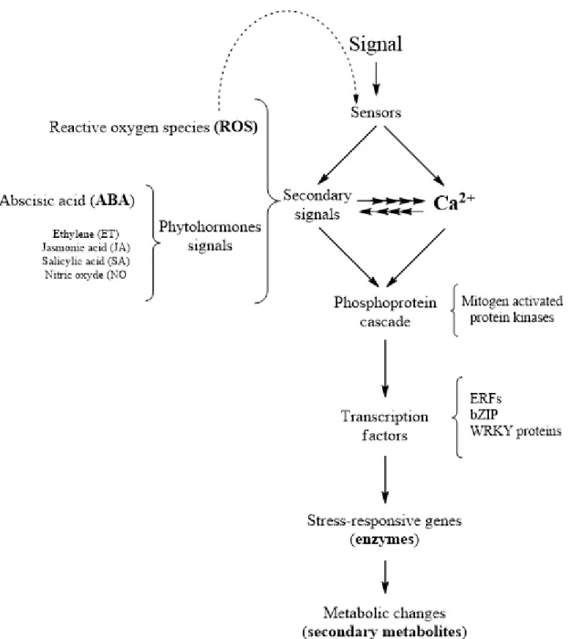 Figure 1.8 Generic pathway for the transduction of stress signals in plants. Abiotic stresses act as  elicitor of cell responses towards defense reactions