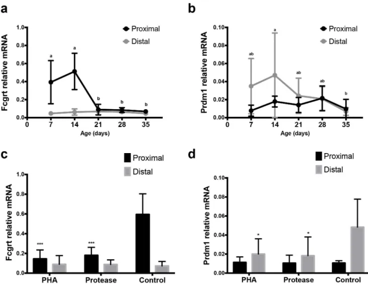 Fig 6. Expression of mRNA for Fcgrt (FcRn) and Prdm1 (Blimp-1) in the SI of developing rats