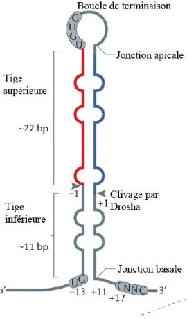 Figure 2 : Structure d'un pri-miARN 