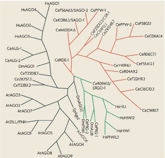 Figure 7 : Arbre phylogénétique des Argonautes 