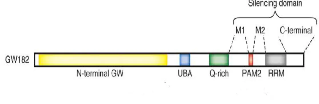 Figure 9 : Structure de la protéine GW182 