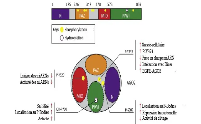 Figure 15 : Modifications post-traductionnelles d'Ago2 