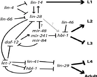 Figure 16: microARNs durant le développement de C. elegans 