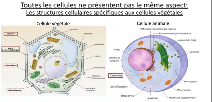 Figure 1 - Document extrait de la préparation de l’étudiant futur enseignant, utilisé en projection pour synthétiser oralement les observations des apprenants
