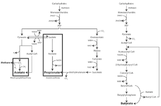 Figure 1-5 : Voies métaboliques de production de l’acétate, du propionate et du butyrate (Den Besten et al.,  2013)