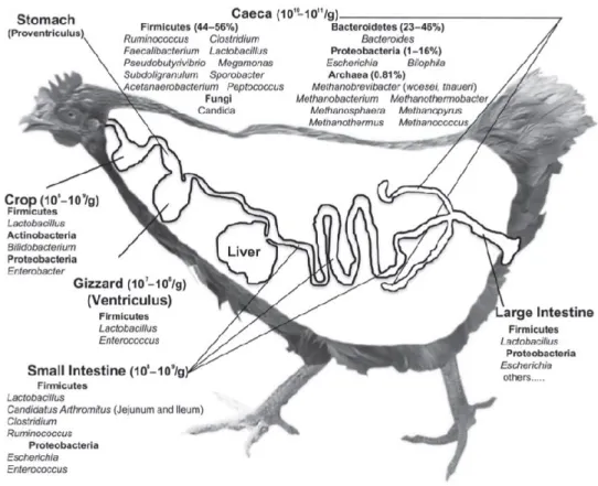 Figure 1-6 : Tractus gastro-intestinal de la volaille et son microbiote (Yeoman et al., 2012)
