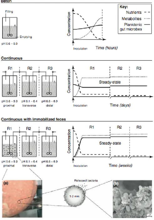 Figure 1-8 : Schéma et caractéristiques d’un système de fermentation colique  in vitro en  batch,  en continu  avec  cellules  libres  et  en  continu  avec  cellules  immobilisées