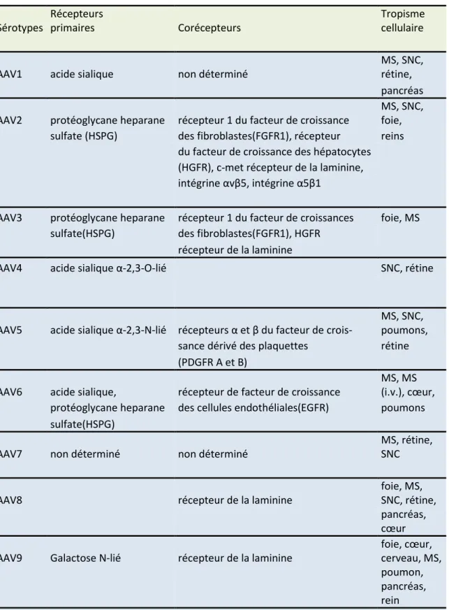 Tableau 2 :  Tropisme tissulaire préférentiel des AAV selon les sérotypes associés à leurs recepteurs et  corecepteurs correspondants (Buning, Perabo, Coutelle, Quadt-Humme, &amp; Hallek, 2008), (Nonnenmacher 