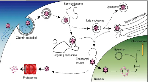Figure  2:  Principales  étapes  du  trafic  intracellulaire  des  particules  AAV  sauvages  (Schultz  &amp; 