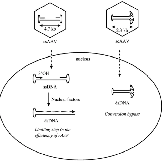 Figure 4: Analogie des génomes AAVr et scAAV dans le noyau de la cellule hôte (Le Bec &amp; Douar, 2006)