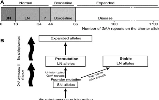 Figure  5:  Taille  de  répétitions  des  triplets GAA  dans  l’intron  1  du  gène  de  la  frataxine   corrélée  aux  conséquences phénotypiques (Santos et al., 2010)