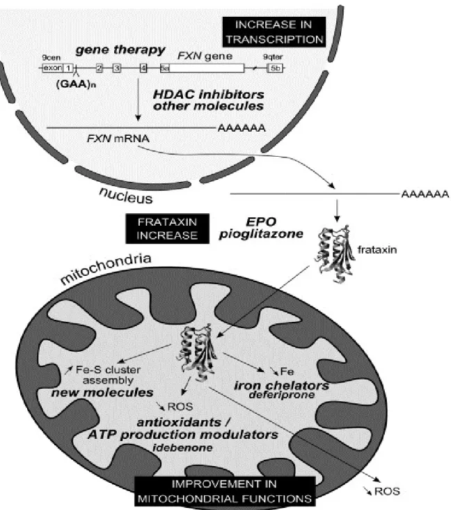 Figure  6:  Physiopathologie  de  l’ataxie  de  Friedreich  et  différentes  cibles  thérapeutiques  possibles  (Santos et al., 2010)